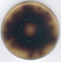 BILE SALT AESCULIN AZID AGAR FOR MICROBI